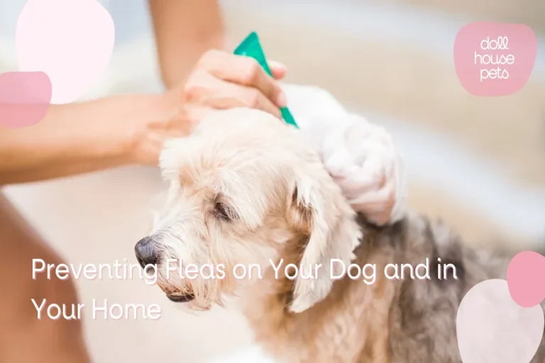 How to prevent fleas on dogs