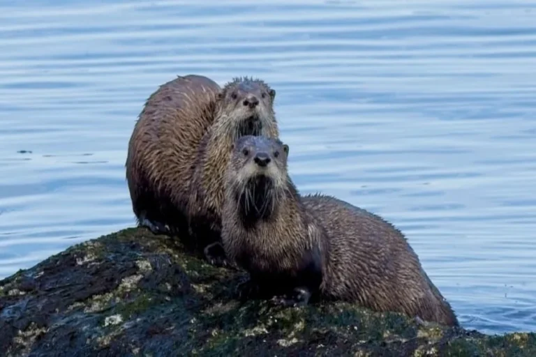 Animals Walking Near Lake